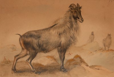 Thar by Joseph Wolf